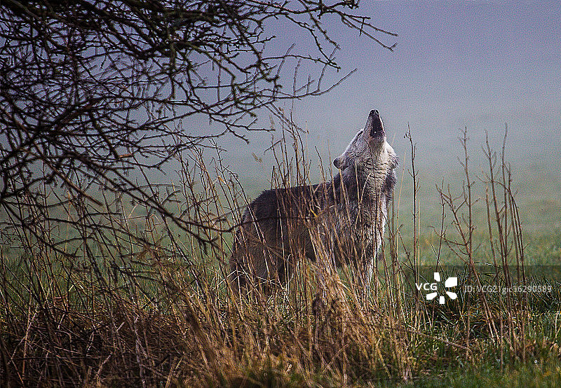 狼的嚎叫图片素材