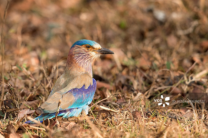 印度辊图片素材