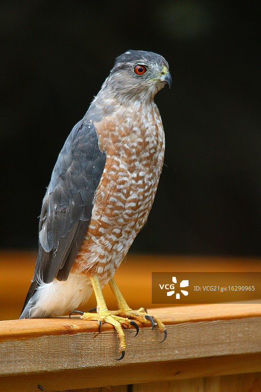 猛禽——库珀鹰图片素材