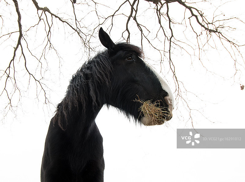 夏尔马图片素材