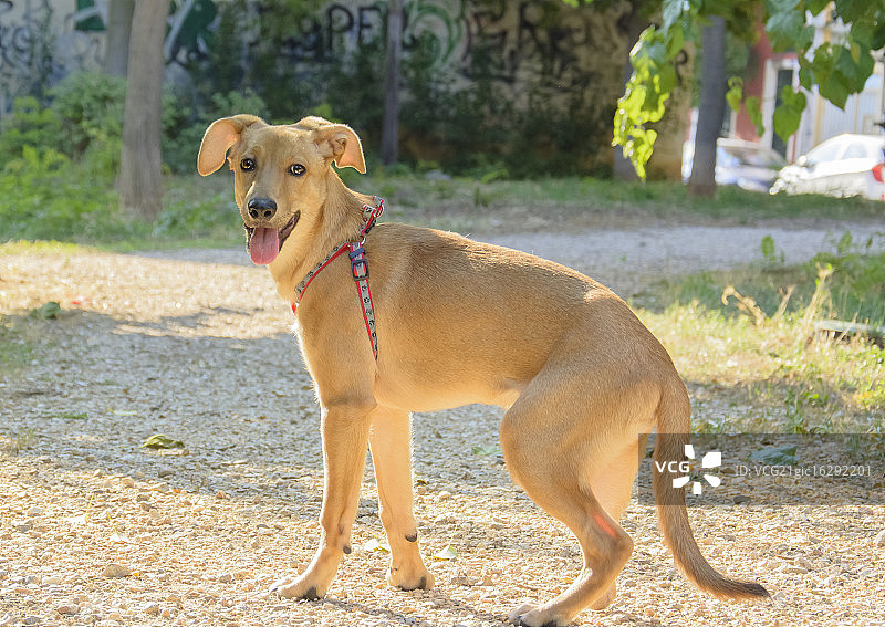 火影忍者图片素材