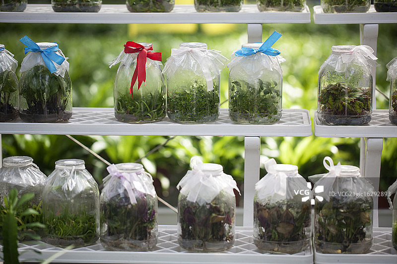 装在瓶子里的植物图片素材