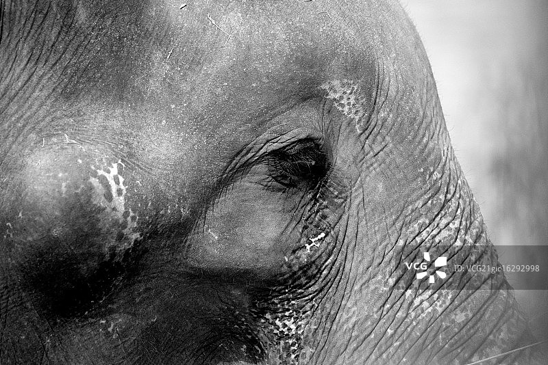 乞讨的大象图片素材