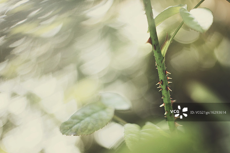 多刺植物图片素材