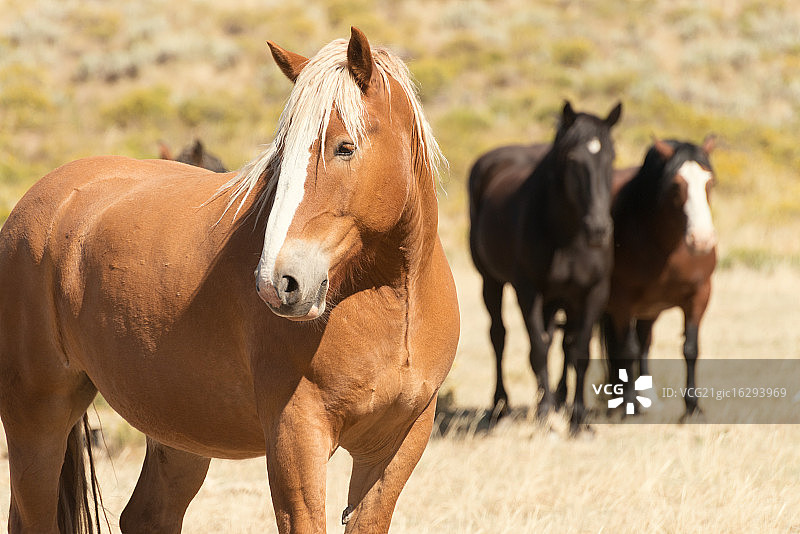 美丽的挽马图片素材