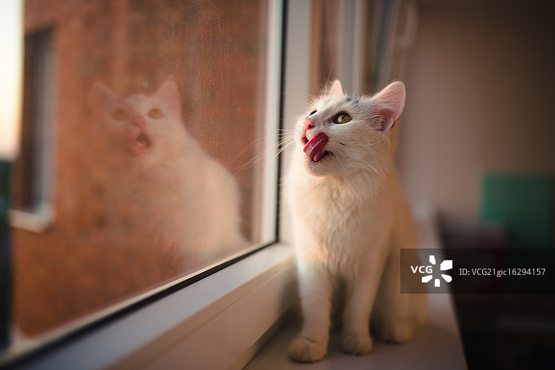猫站在窗台上，俄罗斯伊万诺沃图片素材