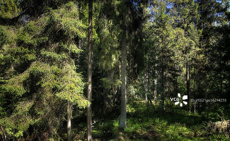 森林深处图片素材