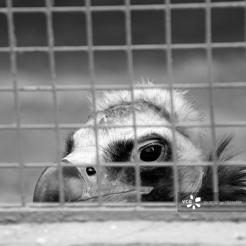 悲伤的格里芬图片素材
