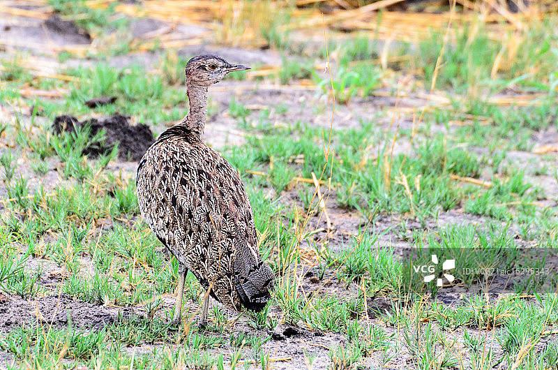 黑腹鸨图片素材