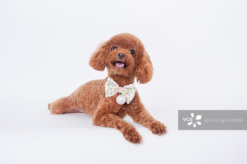 大眼睛贵宾犬图片素材