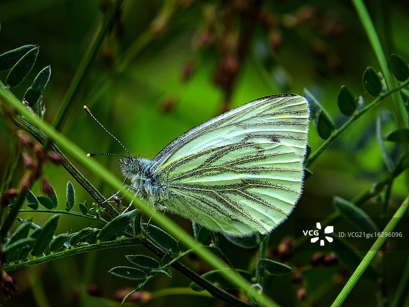 白色的蝴蝶图片素材