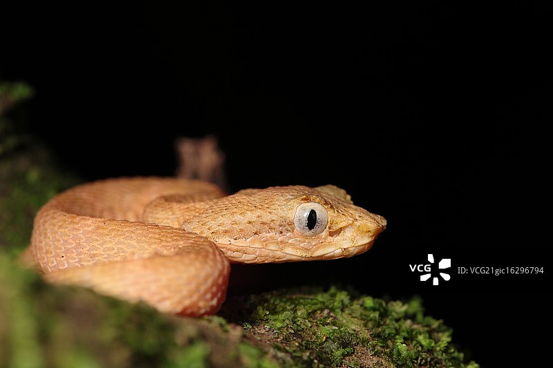 睫毛棕榈蝮蛇（微距）图片素材