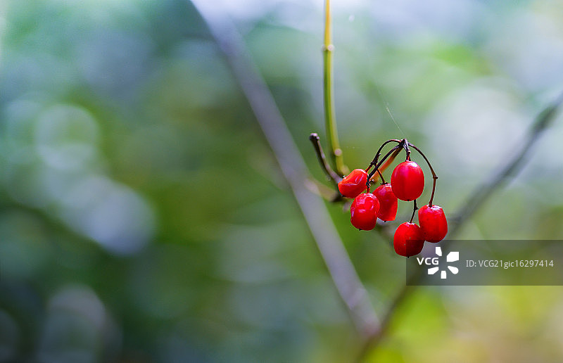 纯正红色图片素材