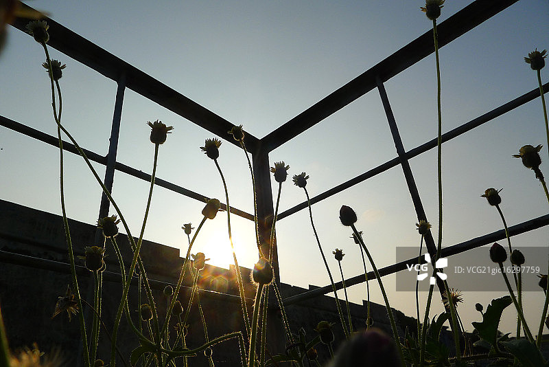 围栏里的花朵图片素材