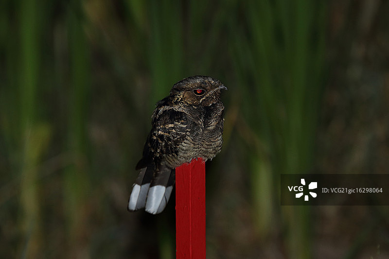 长尾夜鹰图片素材