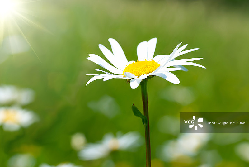 洋甘菊图片素材