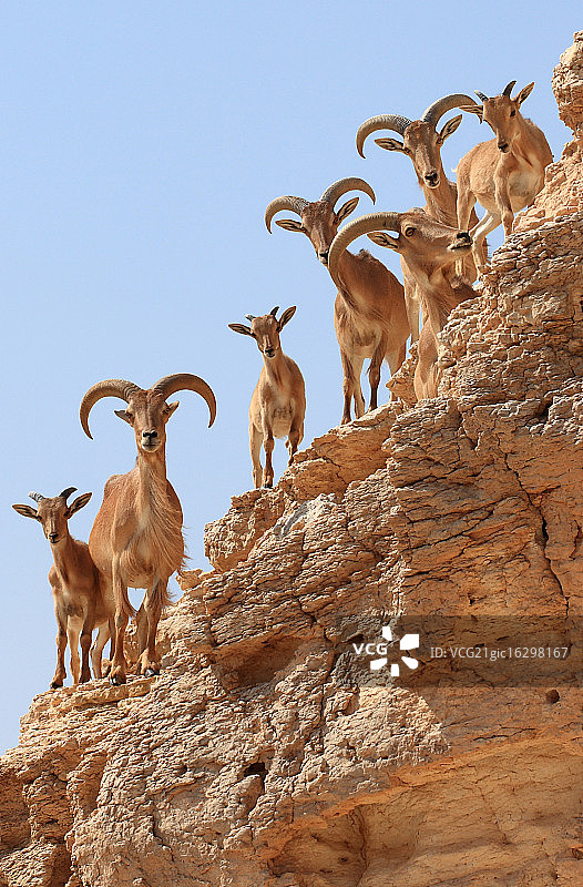 好奇心图片素材