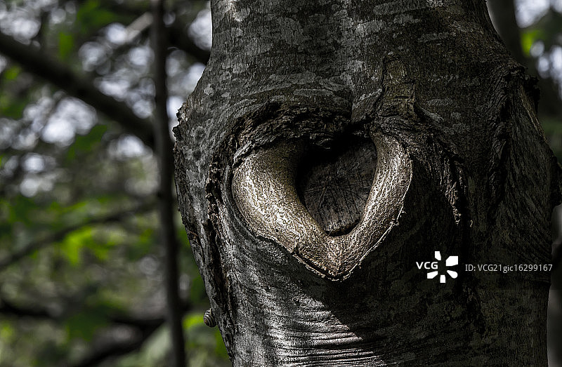 树心图片素材