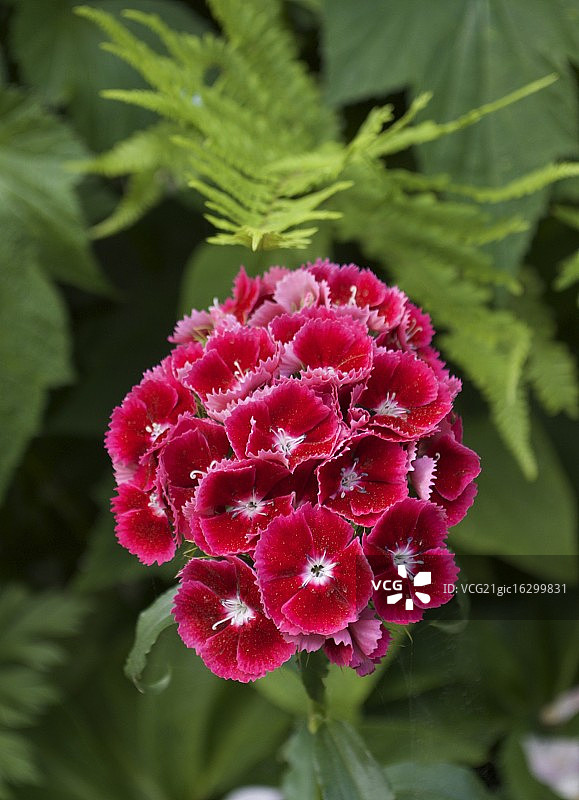 香石竹图片素材