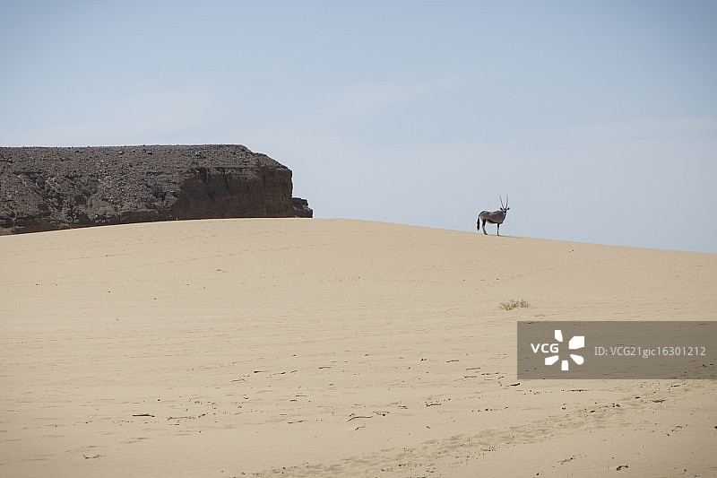 沙漠中的羚羊图片素材