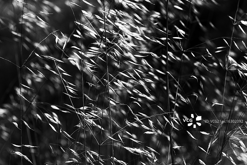 高高的草地 I图片素材