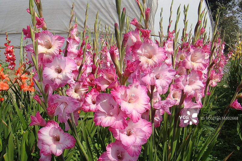 粉色小路图片素材