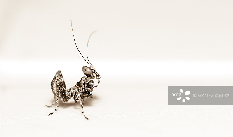 正在梳理的螳螂图片素材