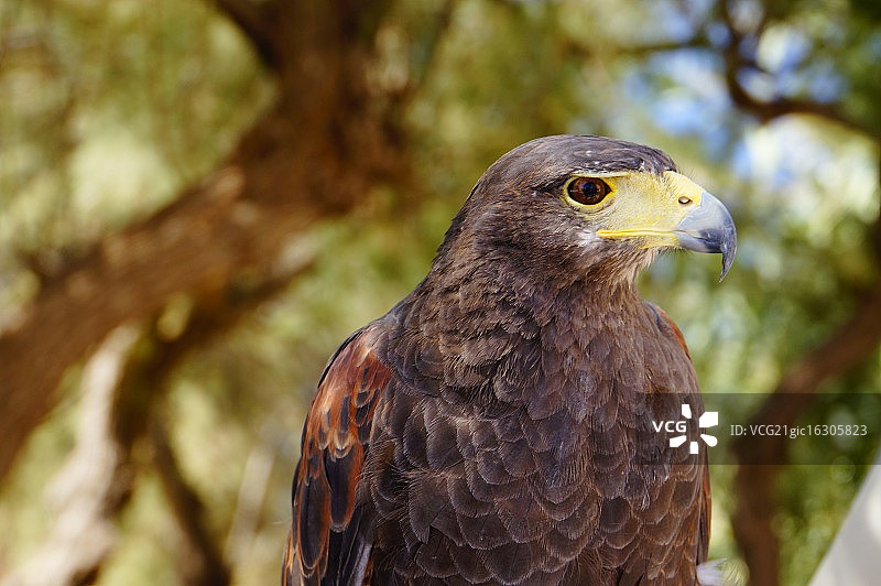 马耳他的猎鹰图片素材