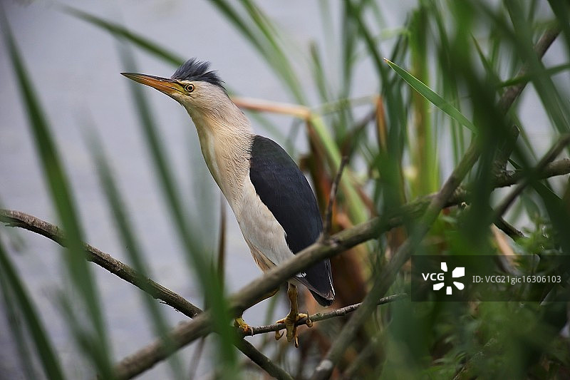 小麻鹭图片素材