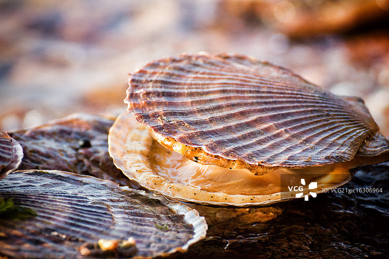 软体动物图片素材