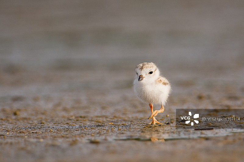 鸻的行进图片素材