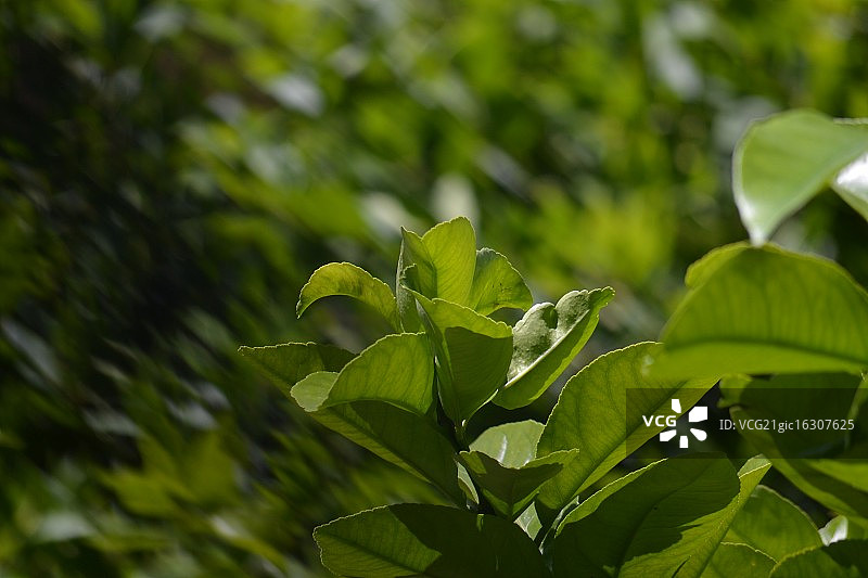 柠檬叶图片素材