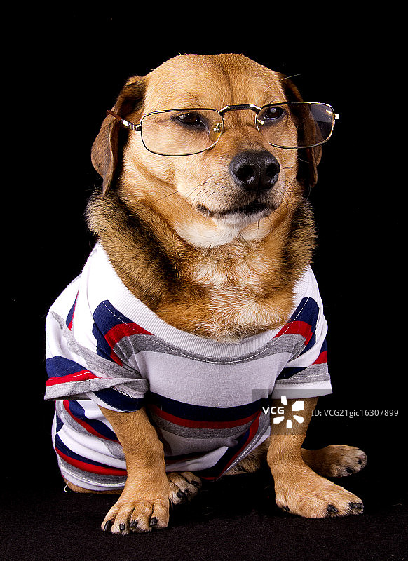 书呆子狗图片素材