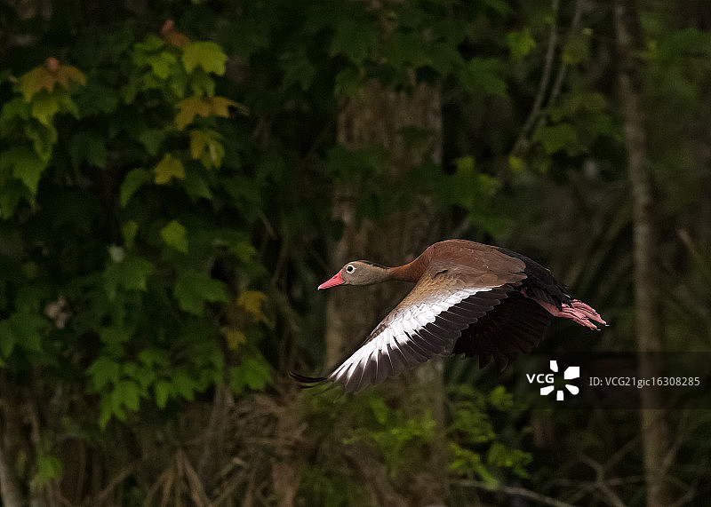 飞翔的黑腹树鸭图片素材