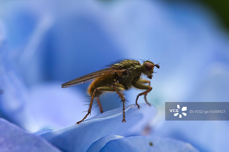 蓝色绣球花微距上的苍蝇图片素材