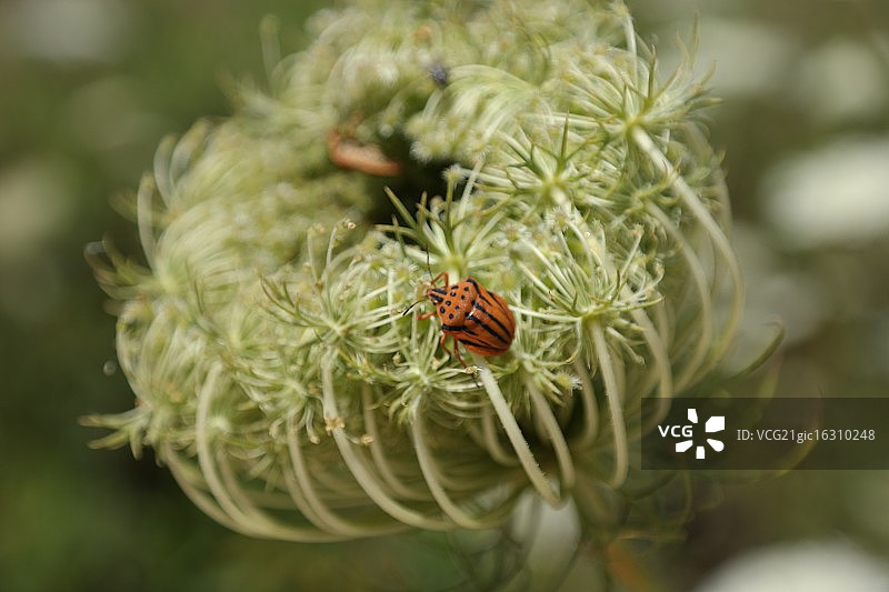 黑红盾椿象图片素材