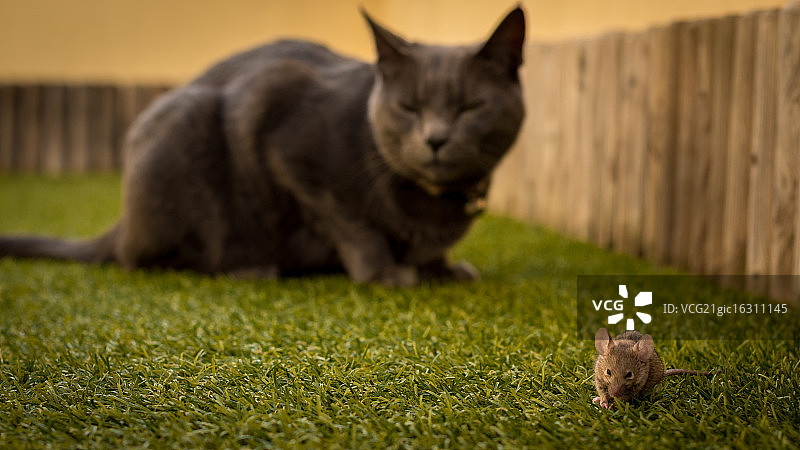 猫和老鼠图片素材