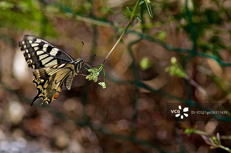 燕尾蝶特写图片素材