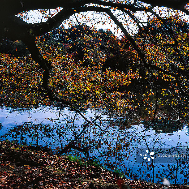 新宿御苑图片素材