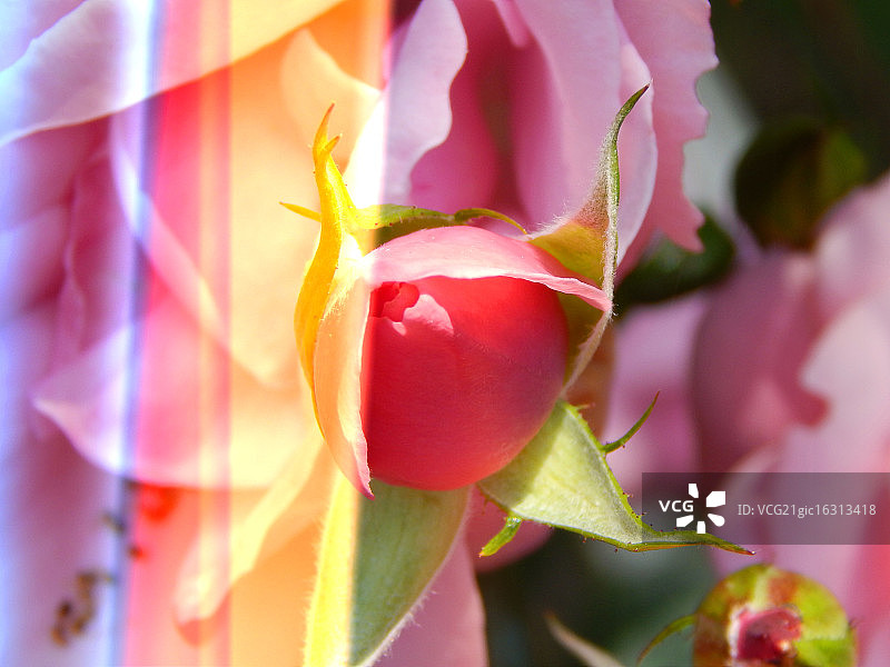 野玫瑰图片素材