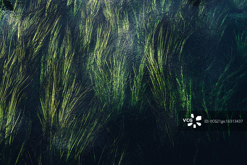 德克萨斯州野生稻图片素材