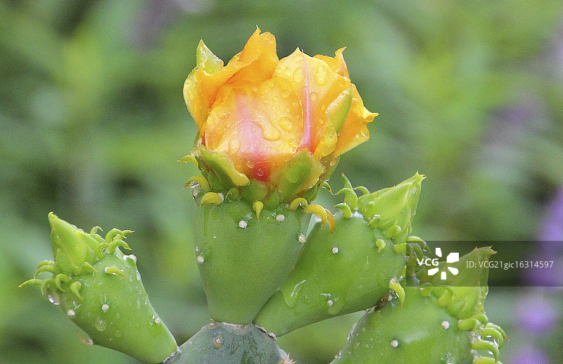 仙人掌花图片素材