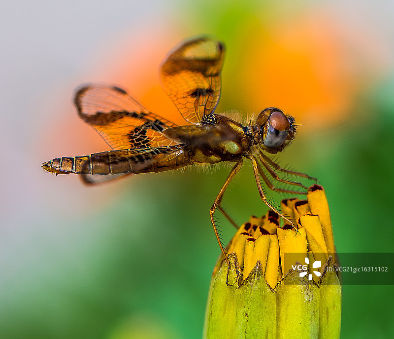 年轻的蜻蜓图片素材
