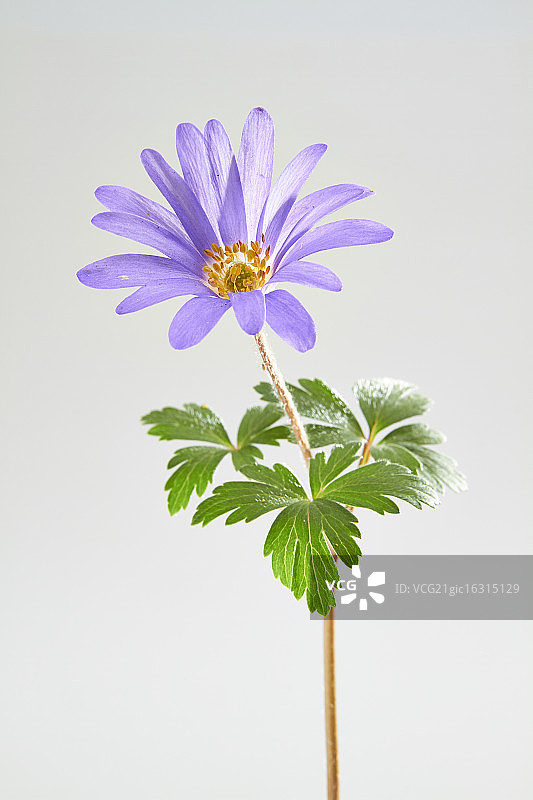 小白头翁图片素材