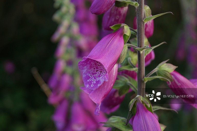 威尔士毛地黄图片素材