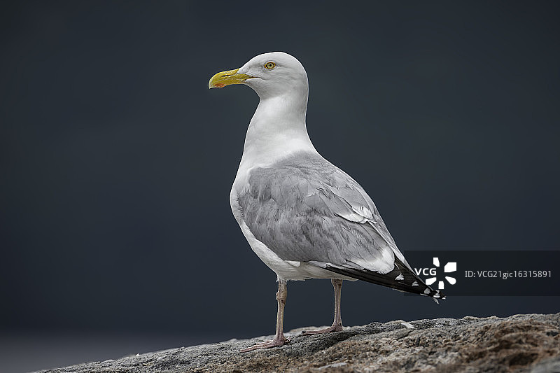 赫林鸥图片素材