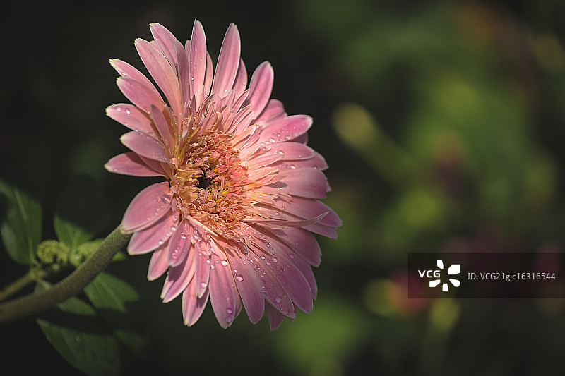 模糊背景下的粉色非洲菊特写，泰国北大年府图片素材