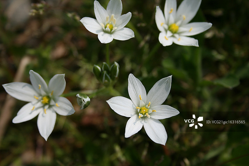 伞房花图片素材