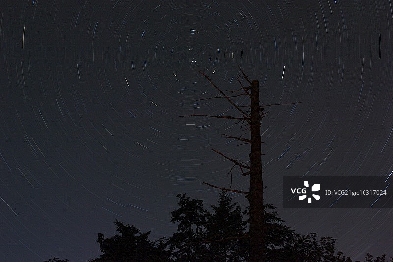 北极星与树图片素材