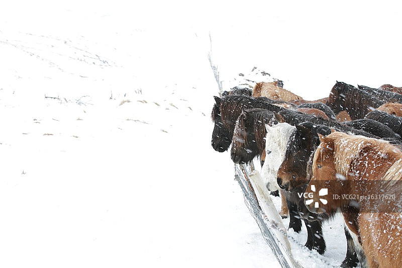 冰岛马图片素材